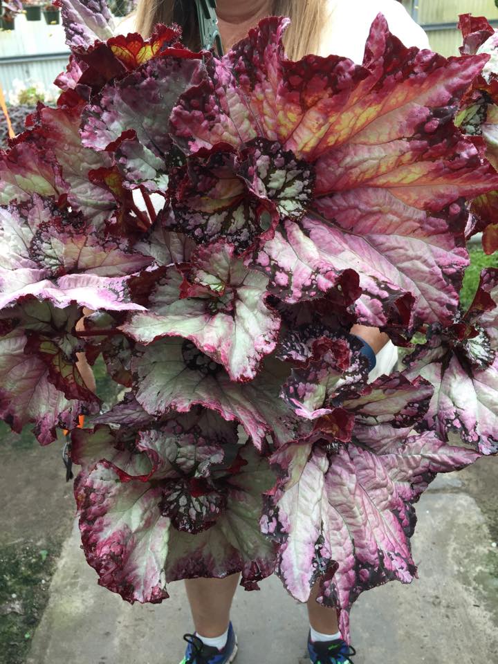 B. ‘Cranberry Crush’